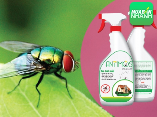 Cách diệt ruồi giấm trong nhà vệ sinh