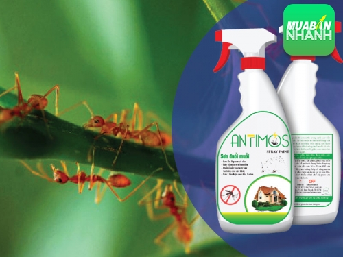 Cách diệt trừ kiến trong nhà