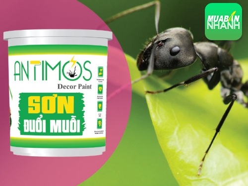 Cách trừ kiến hôi