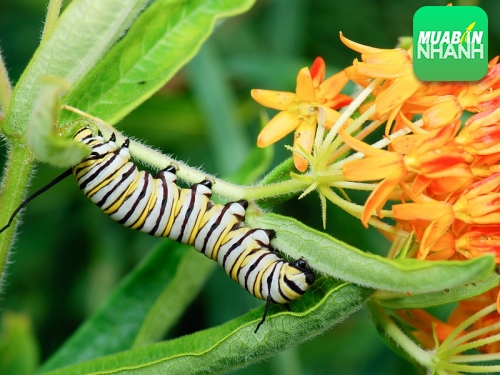 Con sâu vượt sông bằng cách gì?