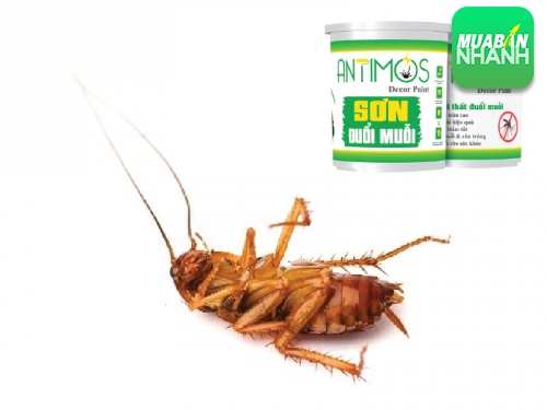 Đuổi gián bằng cách nào?