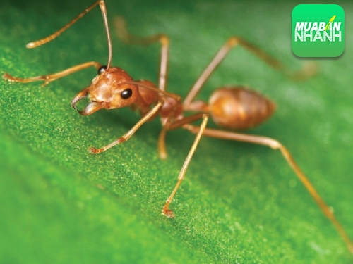 Đuổi kiến hiệu quả