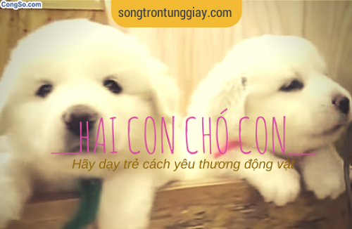 Hai con chó con
