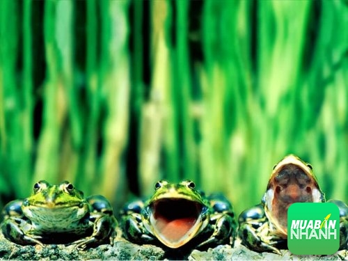 Lời nói đã cứu mạng một con ếch như thế nào?