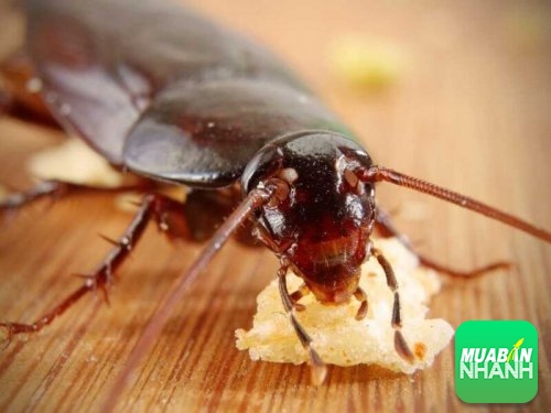 Mẹo hay diệt gián rất đơn giản nhưng cực kỳ hiệu quả