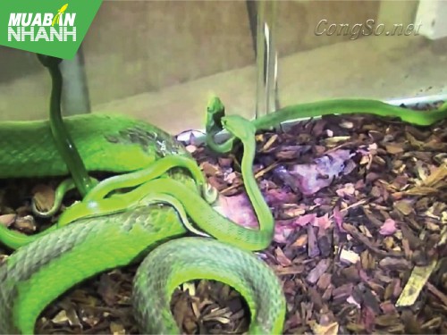 [RẮN CẮN - cách phòng và cấp cứu] Rắn lục đuôi đỏ sợ gì?