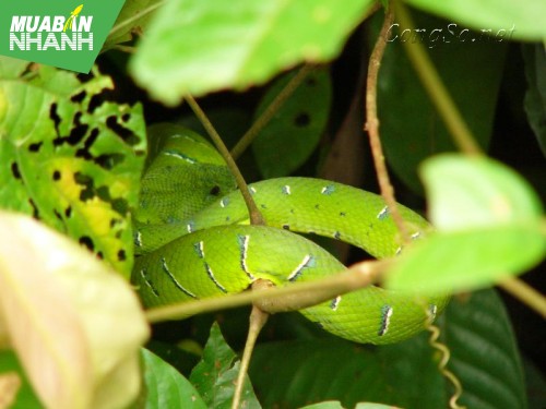 [RẮN CẮN - cách phòng và cấp cứu] Cấp cứu người bị rắn cắn