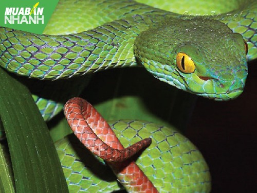 [RẮN CẮN - cách phòng và cấp cứu] Chẳng may bị rắn lục đuôi đỏ cắn, cần làm gì?