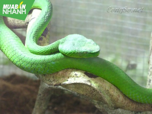 [RẮN CẮN - cách phòng và cấp cứu] Mẹo hay để rắn không bao giờ vào nhà bạn