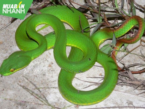 [RẮN CẮN - cách phòng và cấp cứu] Phải làm gì khi bị bị rắn lục đuôi đỏ tấn công