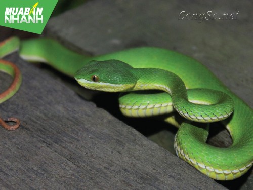 [RẮN CẮN - cách phòng và cấp cứu] Phải làm gì khi bị rắn độc cắn?