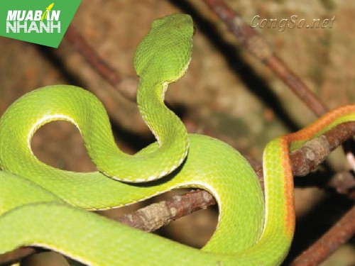 [RẮN CẮN - cách phòng và cấp cứu] Rắn lục đuôi đỏ: Nhận diện và cách sơ cứu cần biết khi bị cắn