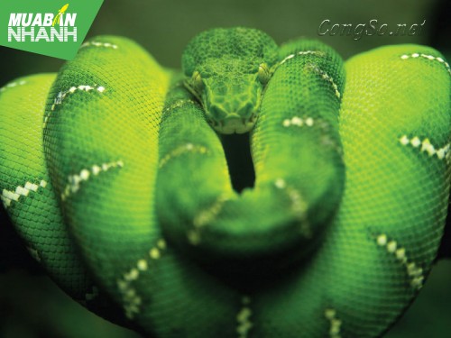 [RẮN CẮN - cách phòng và cấp cứu] Vì sao củ nén có thể xua đuổi rắn lục đuôi đỏ?