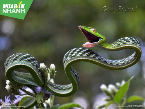 [RẮN CẮN - cách phòng và cấp cứu] Xử lý thế nào khi rắn lục đuôi đỏ vào nhà?