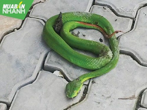 [RẮN CẮN - cách phòng và cấp cứu] Xử trí khi bị rắn độc cắn